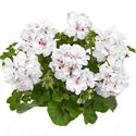 Bild von Geranium Hang P12 Double Royal White